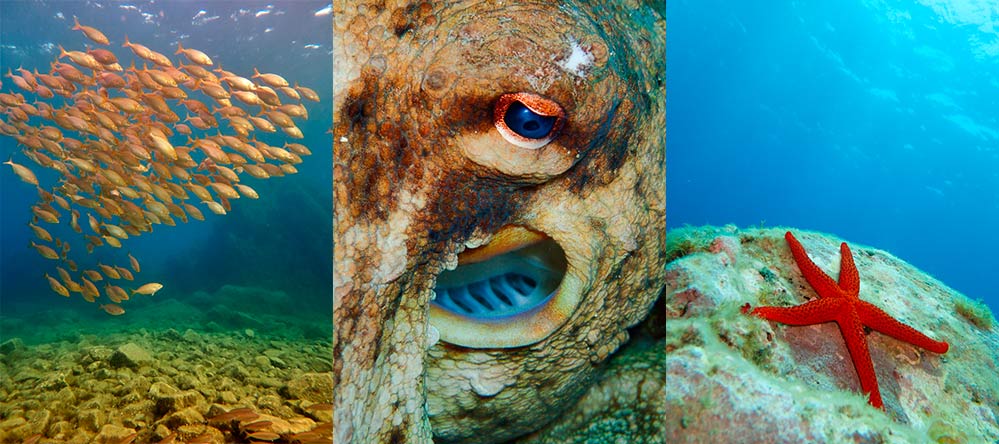 fotografia animales subacuáticos